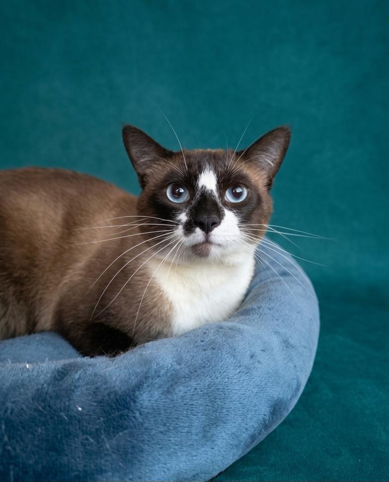 Enlarge Ote (downey), a Adoptable Siamese in San Pedro, CA image 2/2