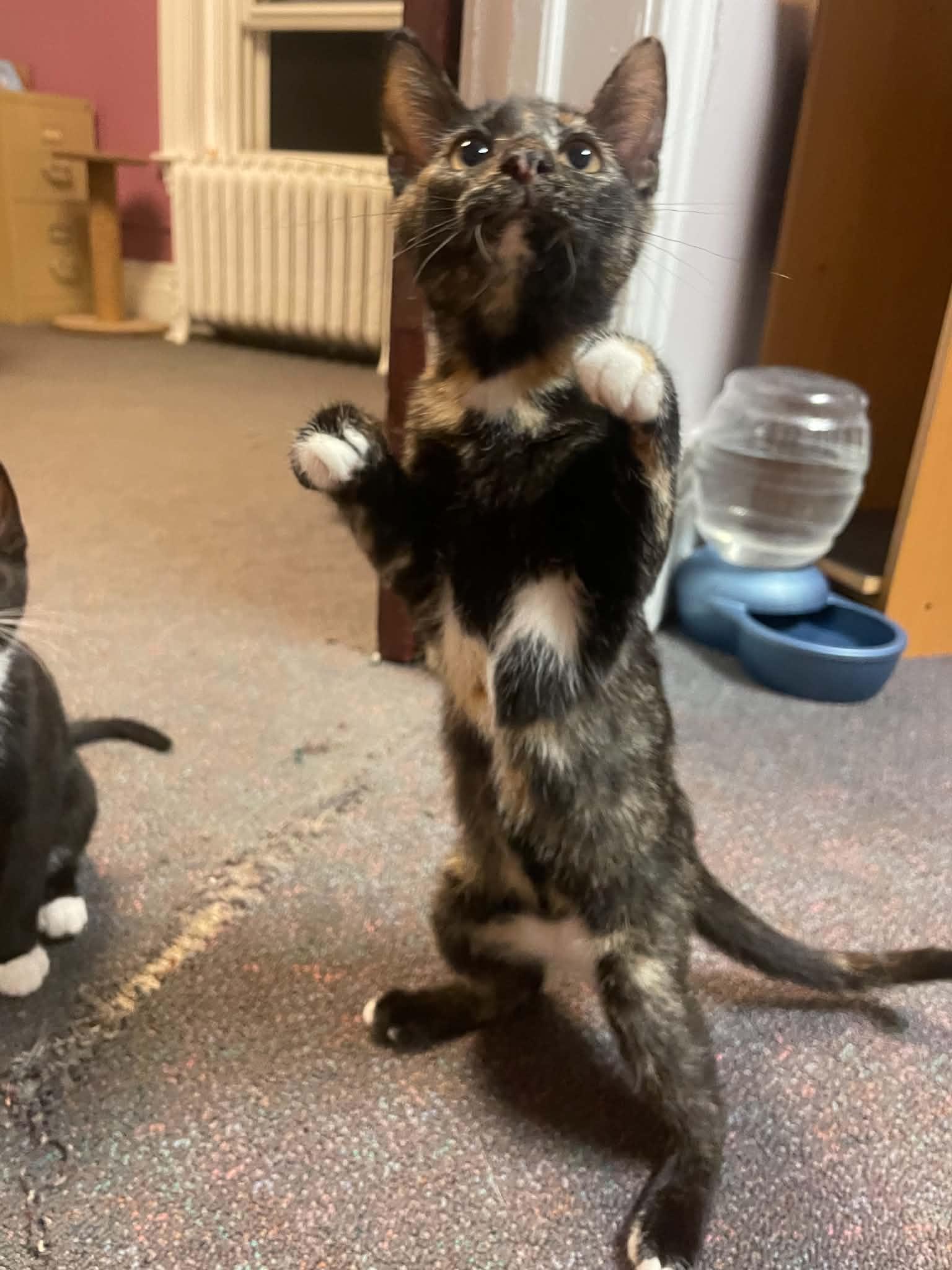 Enlarge Enalapril, a Adoptable Domestic Short Hair in Penfield, NY image 5/6
