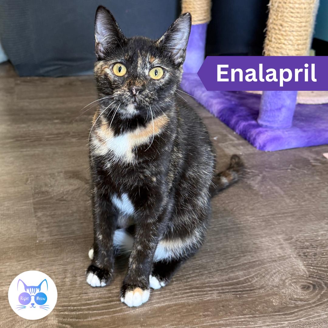 Enlarge Enalapril, a Adoptable Domestic Short Hair in Penfield, NY image 1/6