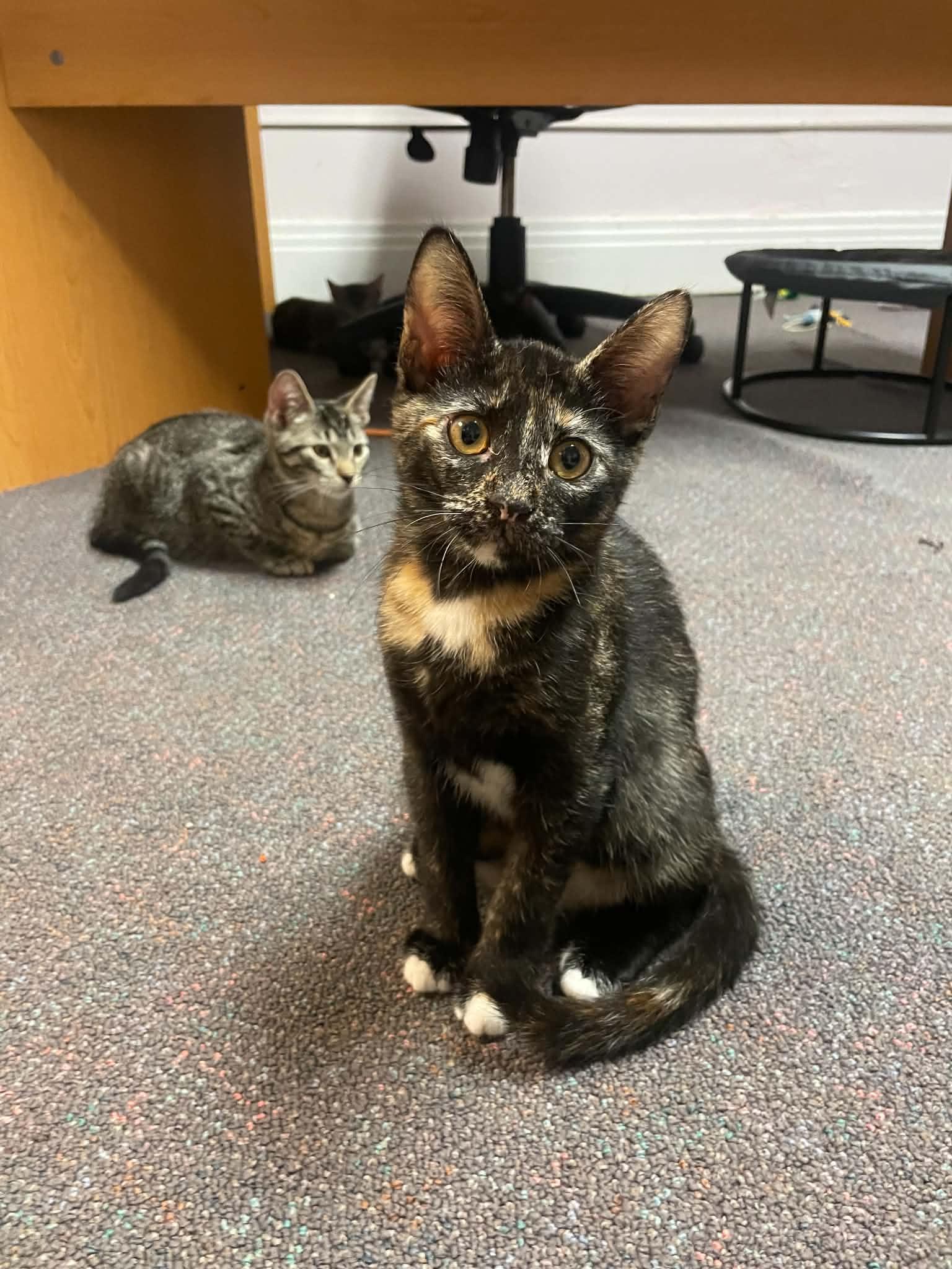 Enlarge Enalapril, a Adoptable Domestic Short Hair in Penfield, NY image 4/6