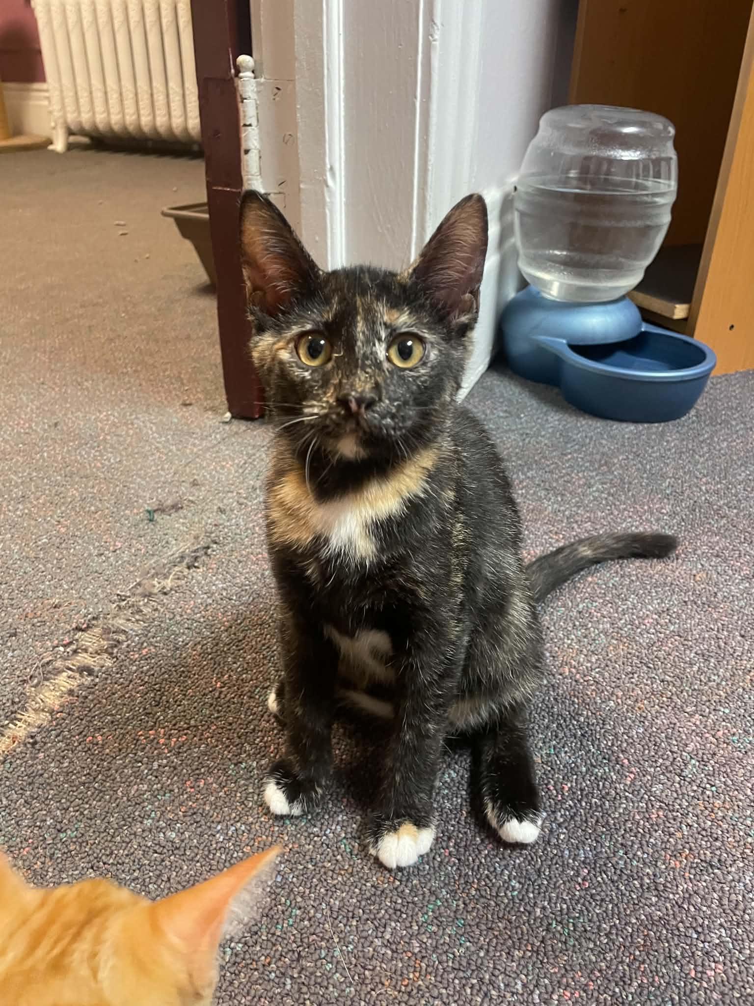 Enlarge Enalapril, a Adoptable Domestic Short Hair in Penfield, NY image 2/6
