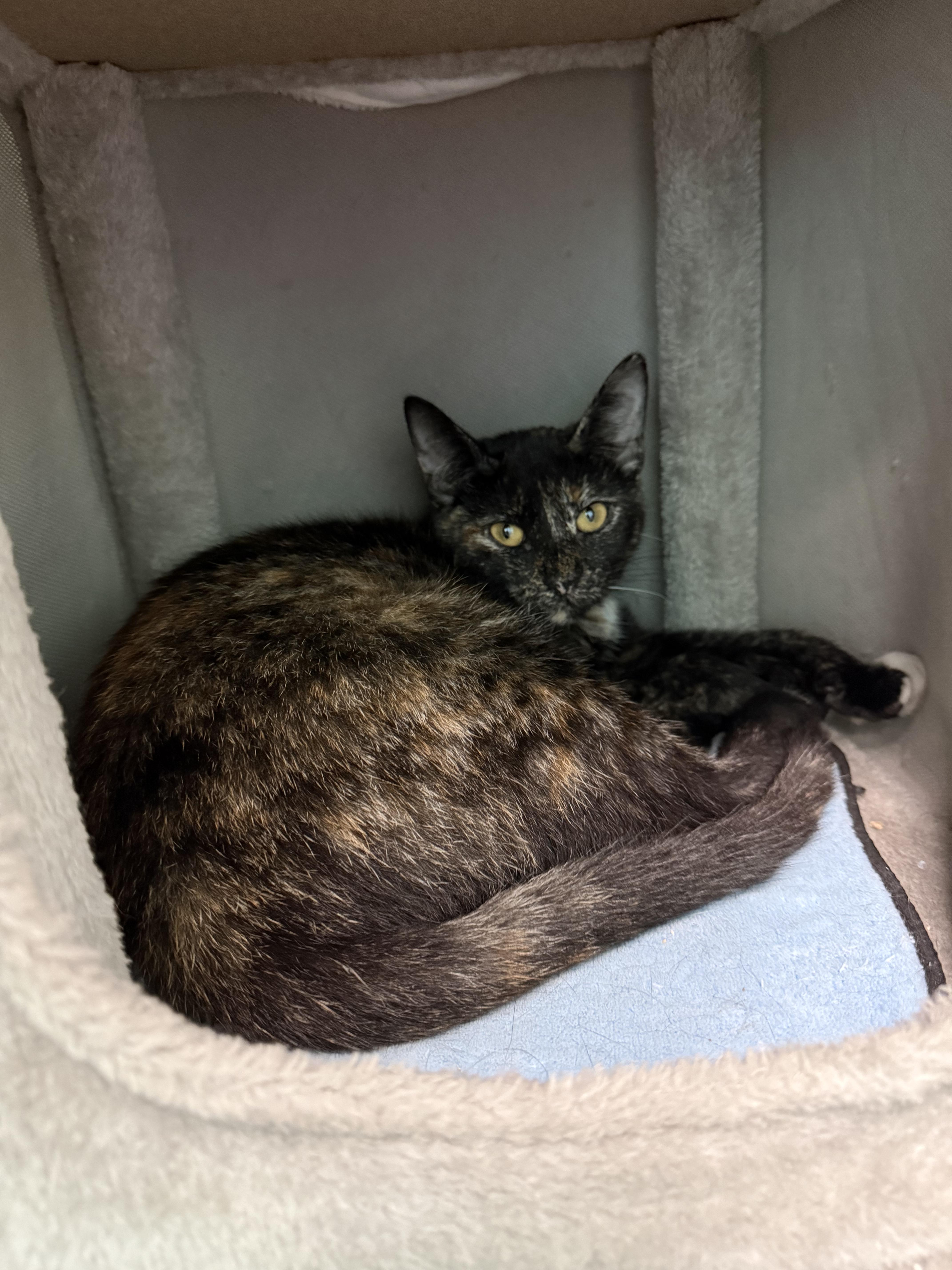 Enlarge Enalapril, a Adoptable Domestic Short Hair in Penfield, NY image 3/6