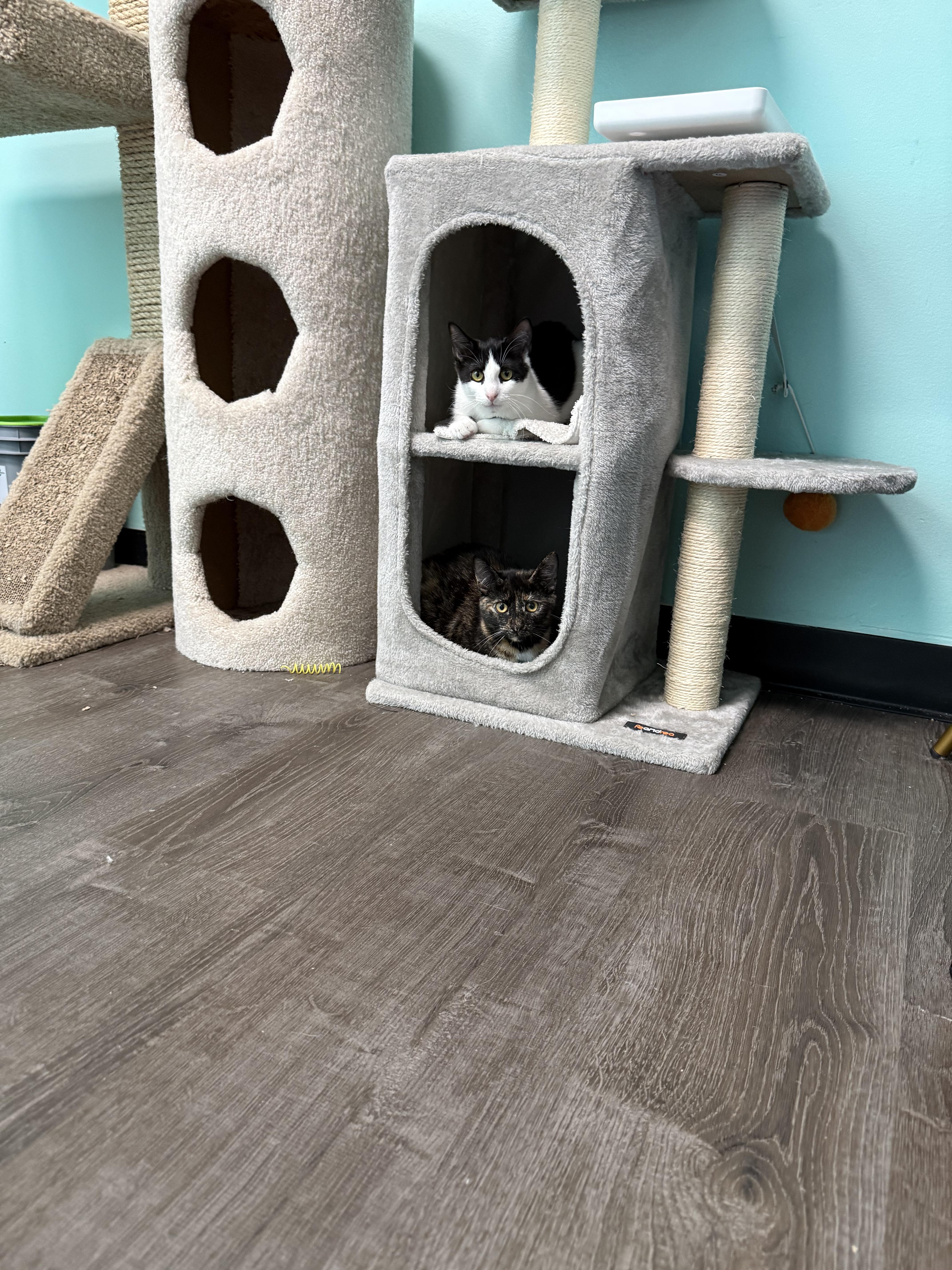 Enlarge Enalapril, a Adoptable Domestic Short Hair in Penfield, NY image 6/6