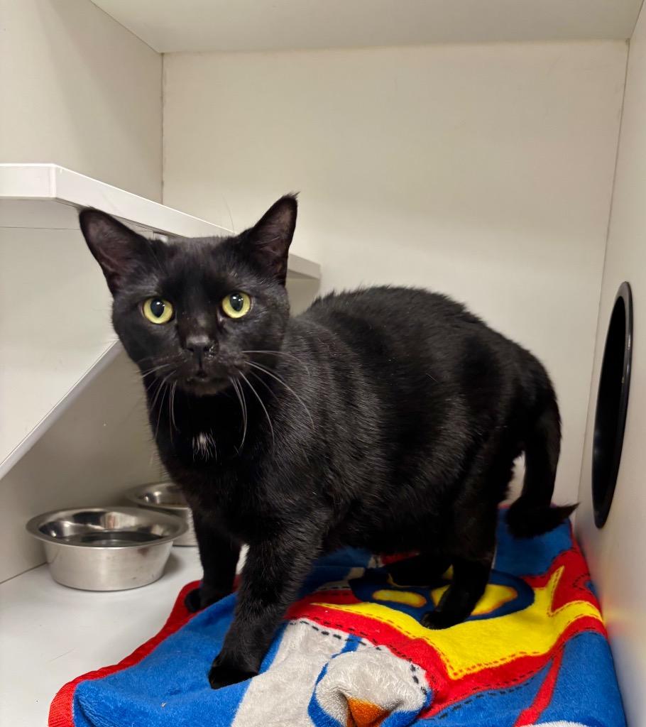 Enlarge Tippy, a Adoptable Domestic Short Hair in Frankfort, KY image 1/3