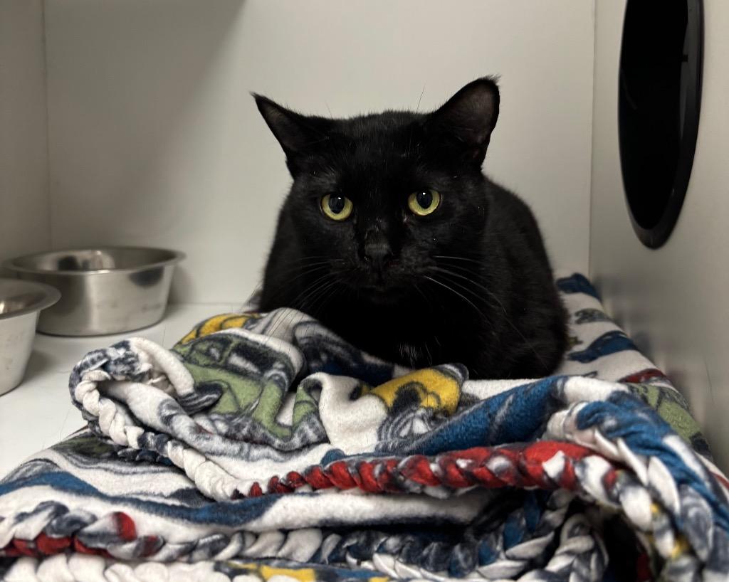 Tippy, Adoptable, Adult Male Domestic Short Hair.