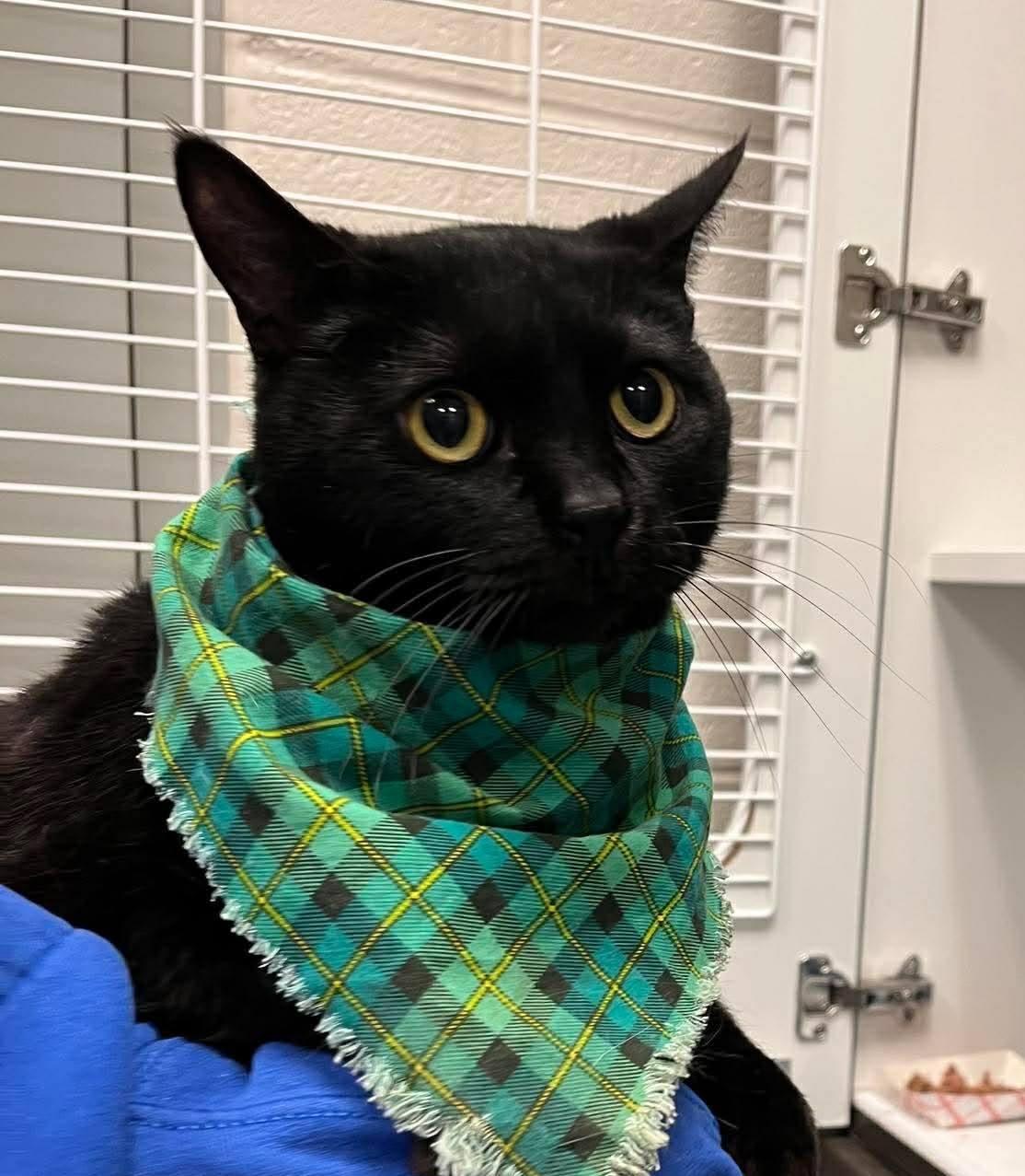 Enlarge Tippy, a Adoptable Domestic Short Hair in Frankfort, KY image 3/3