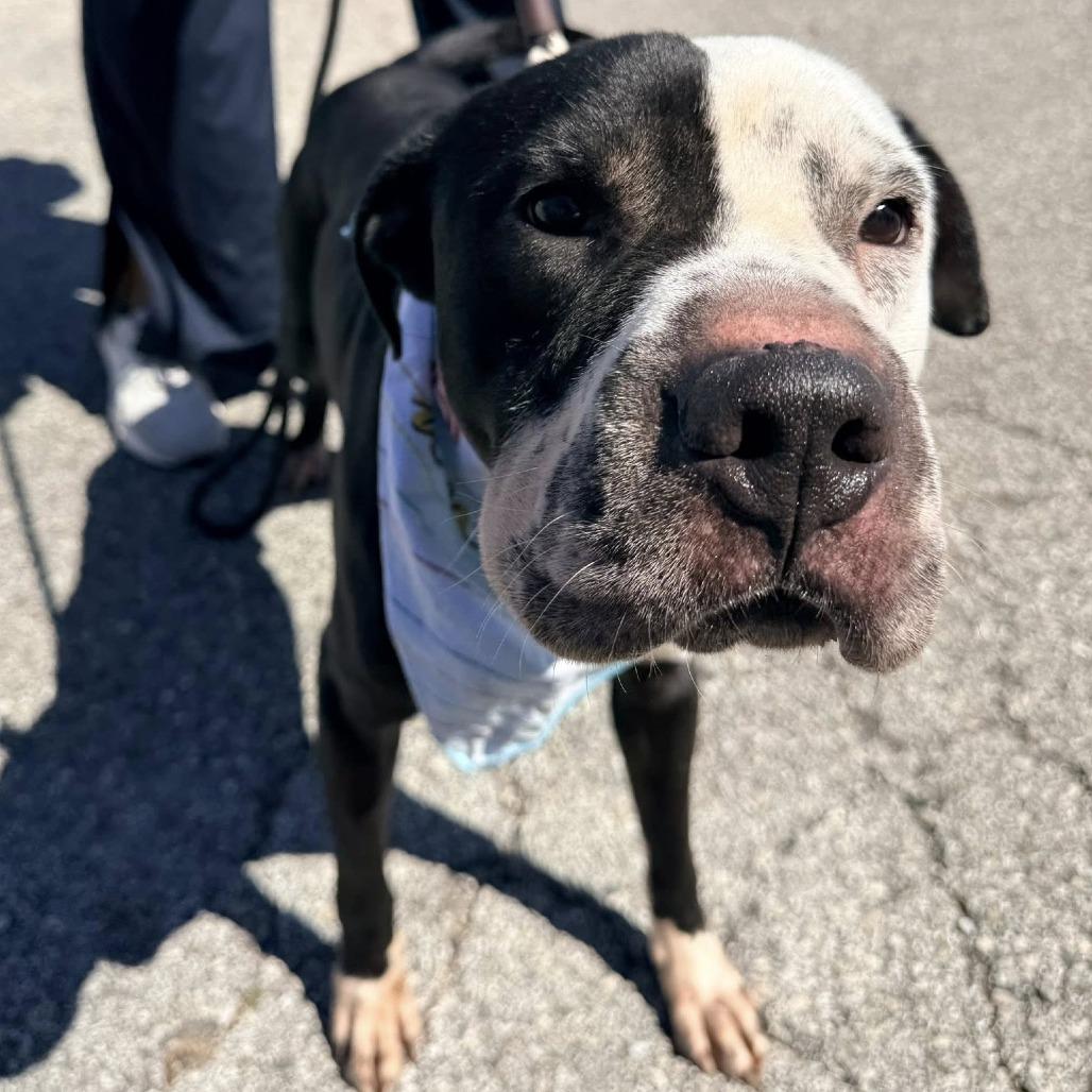 Domino (Dumbo), Adoptable, Adult Male American Staffordshire Terrier.