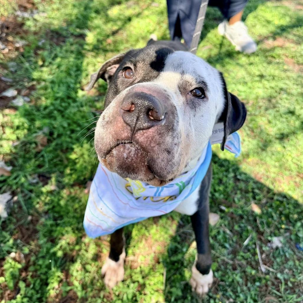 Enlarge Domino (Dumbo), a Adoptable American Staffordshire Terrier in Pittsburgh, PA image 2/6