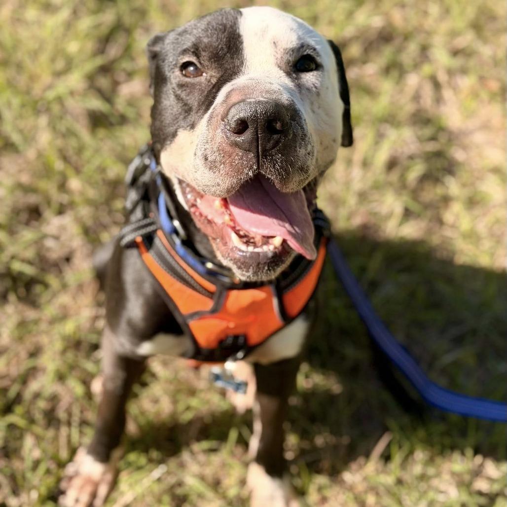 Enlarge Domino (Dumbo), a Adoptable American Staffordshire Terrier in Pittsburgh, PA image 3/6