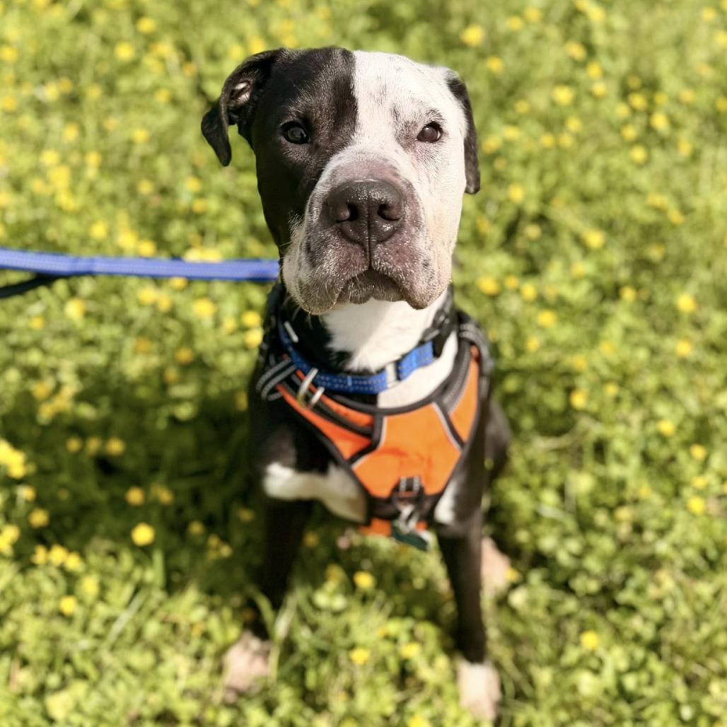 Enlarge Domino (Dumbo), a Adoptable American Staffordshire Terrier in Pittsburgh, PA image 5/6