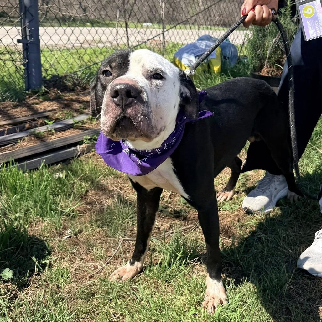 Enlarge Domino (Dumbo), a Adoptable American Staffordshire Terrier in Pittsburgh, PA image 6/6