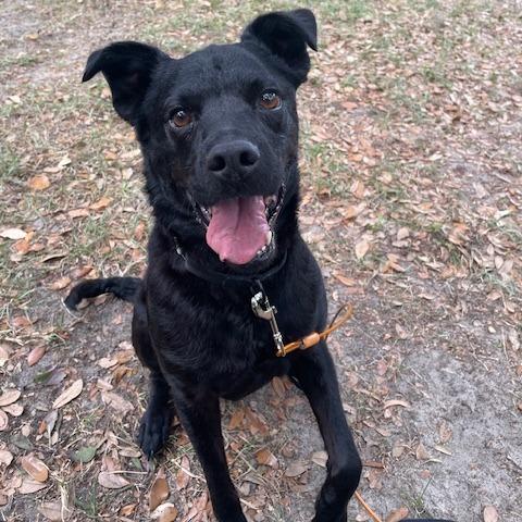 Cheech, Adoptable, Senior Male Mixed Breed.