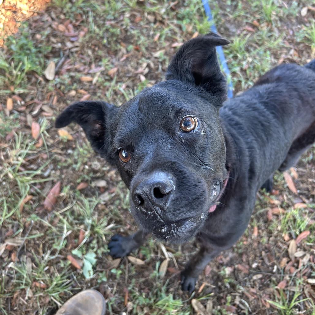 Cheech, a Adoptable Mixed Breed in Lake Panasoffkee, FL image 2/6