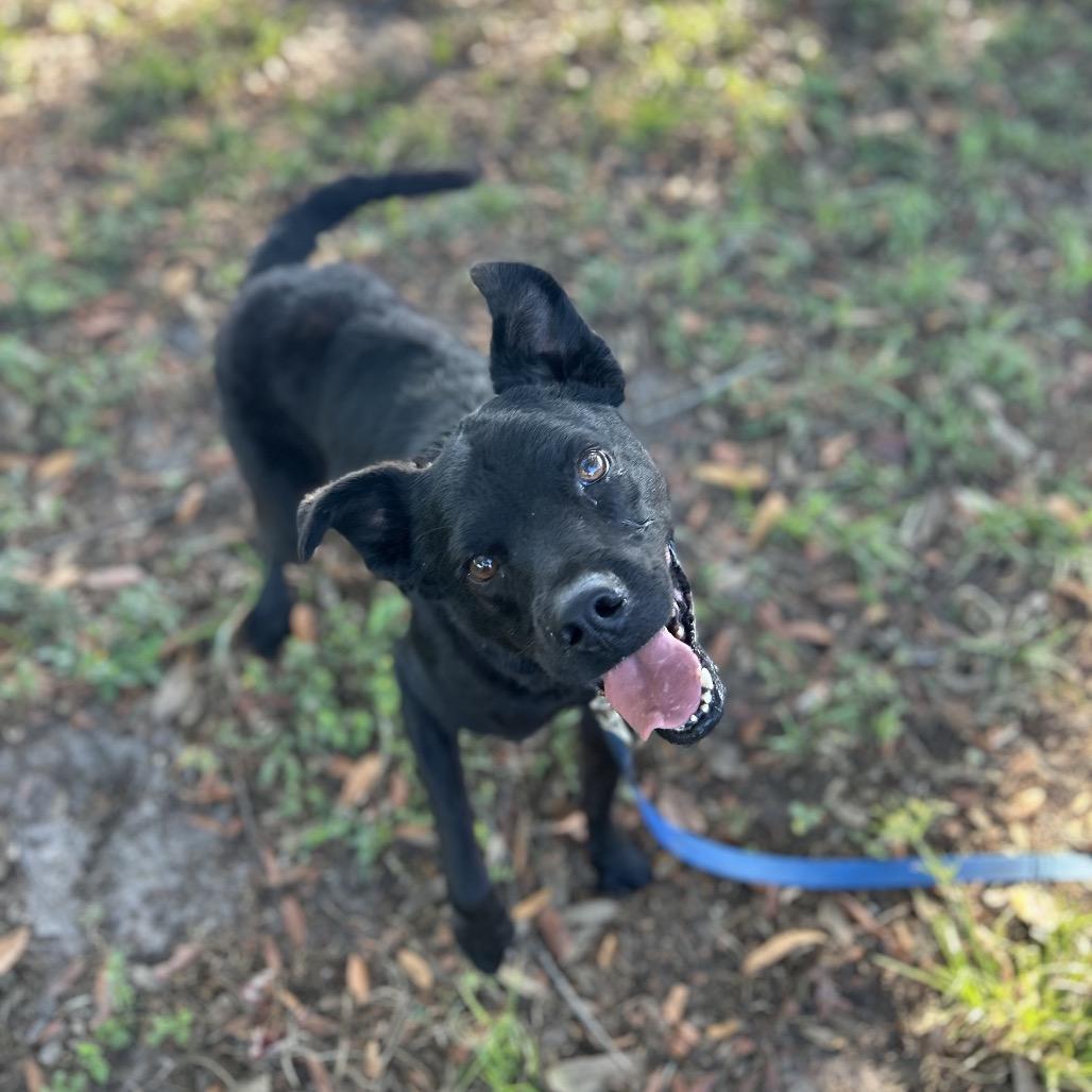 Cheech, a Adoptable Mixed Breed in Lake Panasoffkee, FL image 3/6