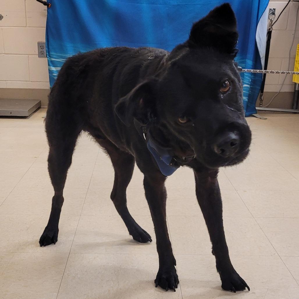 Cheech, a Adoptable Mixed Breed in Lake Panasoffkee, FL image 4/6