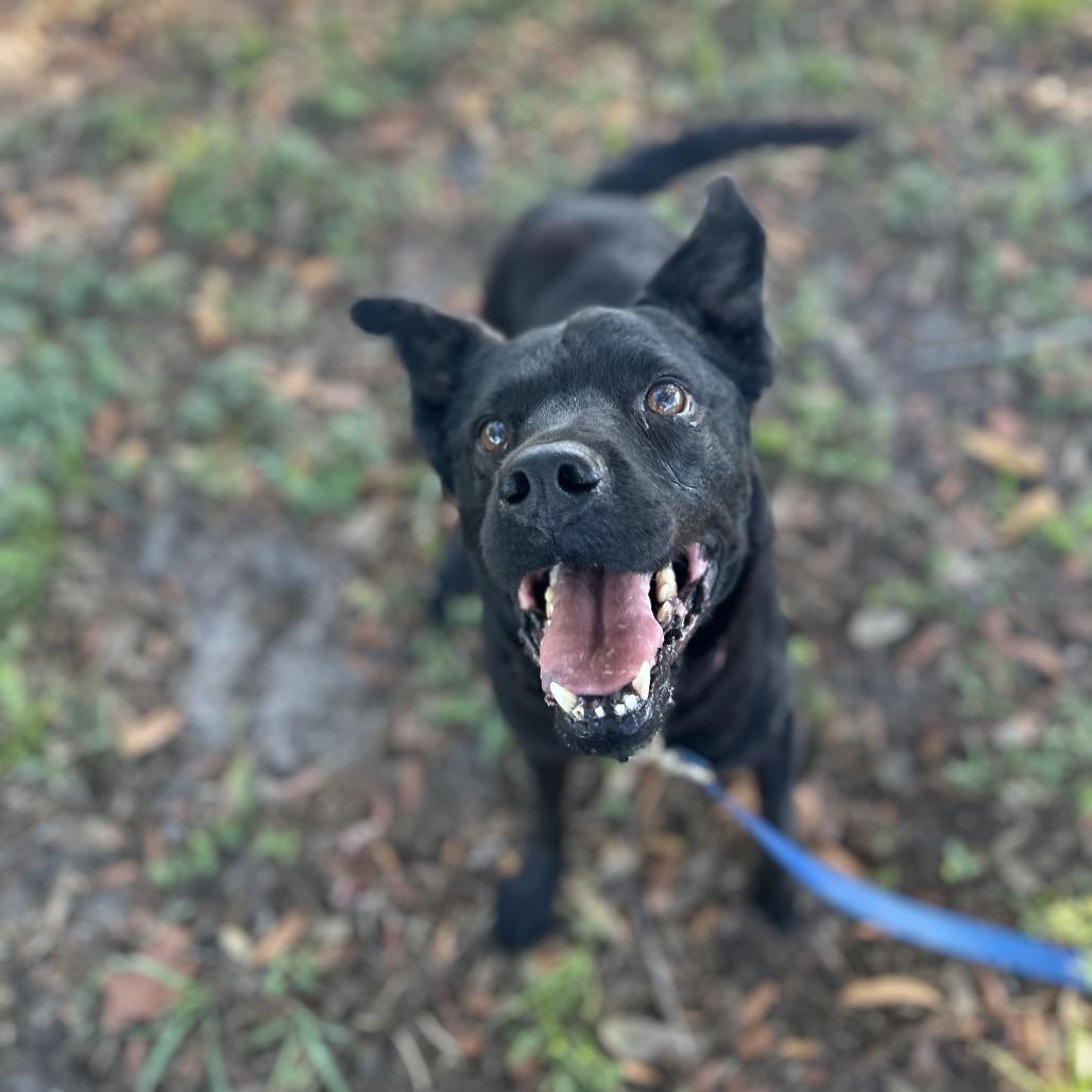 Cheech, a Adoptable Mixed Breed in Lake Panasoffkee, FL image 5/6