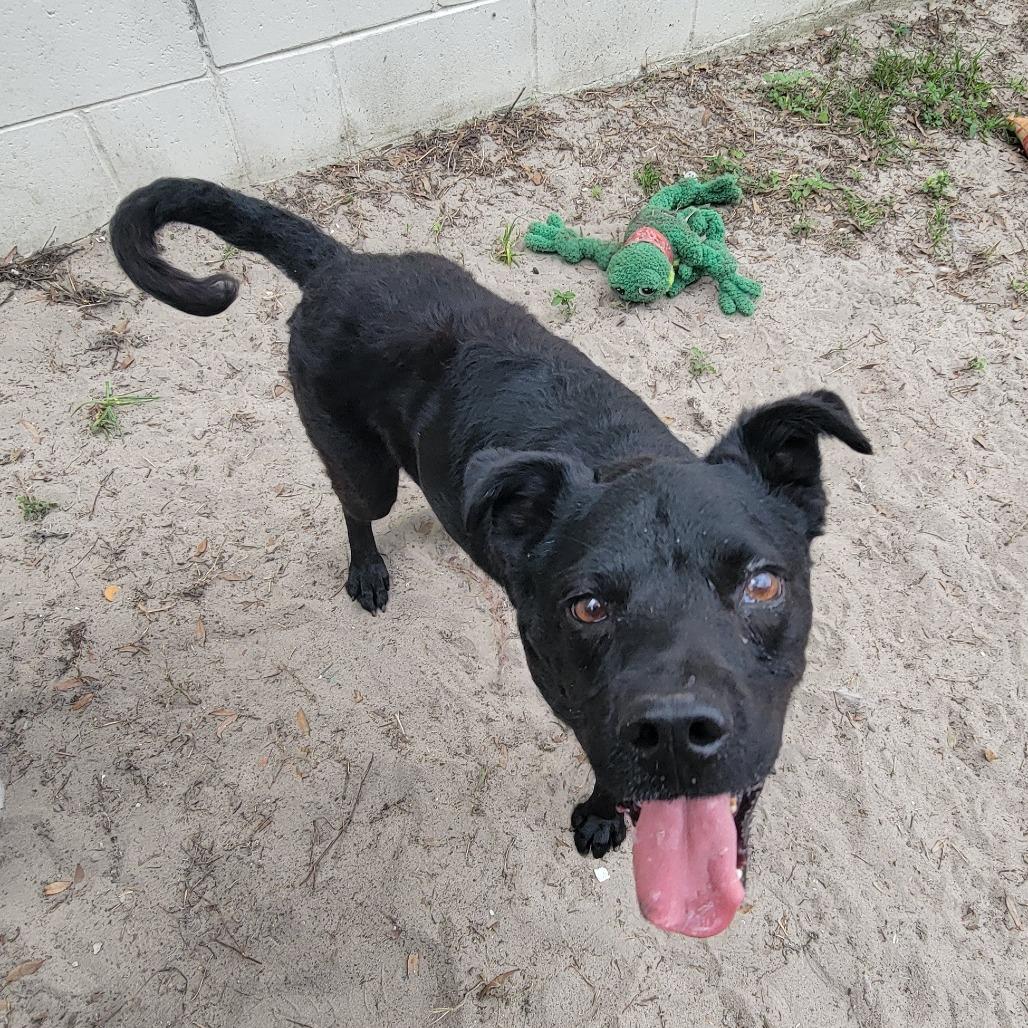 Cheech, a Adoptable Mixed Breed in Lake Panasoffkee, FL image 6/6