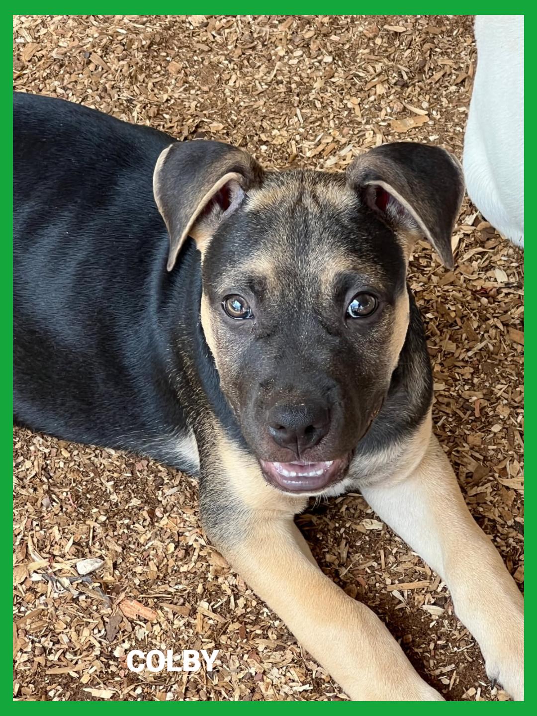 Colby, an adopted mixed breed in Granbury, TX image 2/2