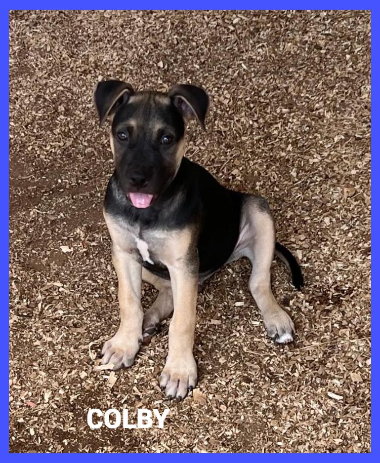 Colby, adopted, Puppy Male Mixed Breed.