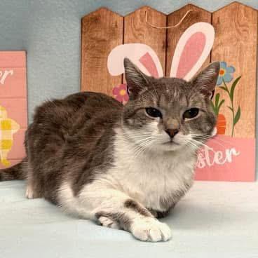 Cindy Lou Who, Adoptable, Adult Female Domestic Short Hair.