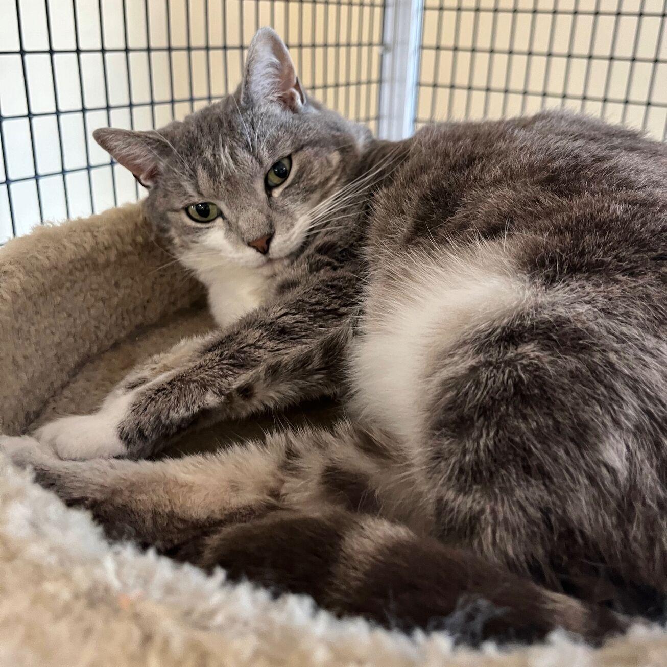 Enlarge Cindy Lou Who, a Adoptable Domestic Short Hair in Kerrville, TX image 1/4