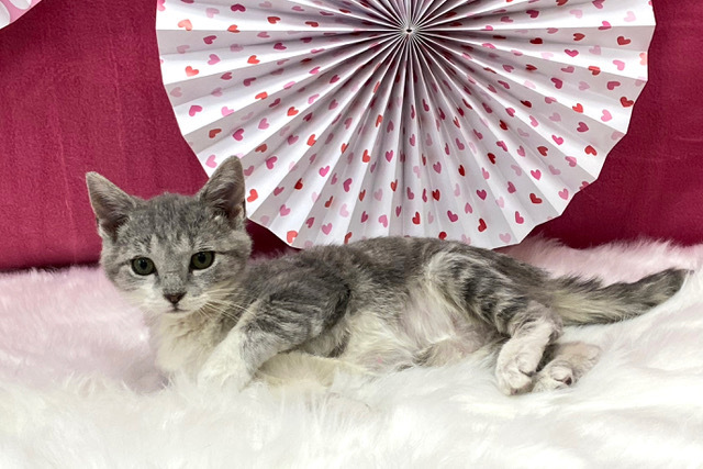 Cindy Lou Who, a Adoptable Domestic Short Hair in Kerrville, TX image 1/4