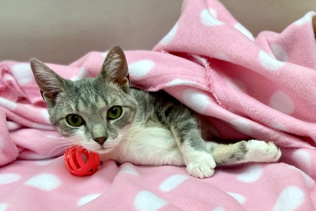 Cindy Lou Who, a Adoptable Domestic Short Hair in Kerrville, TX image 2/4