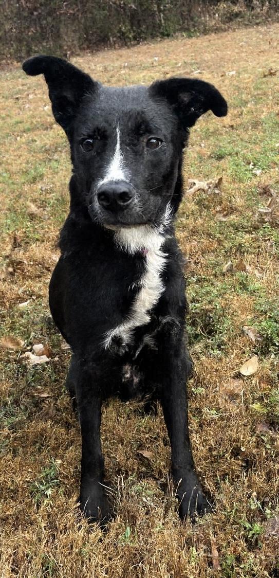 Enlarge Onix 0037, an adoption pending mixed breed in Waldorf, MD image 1/2