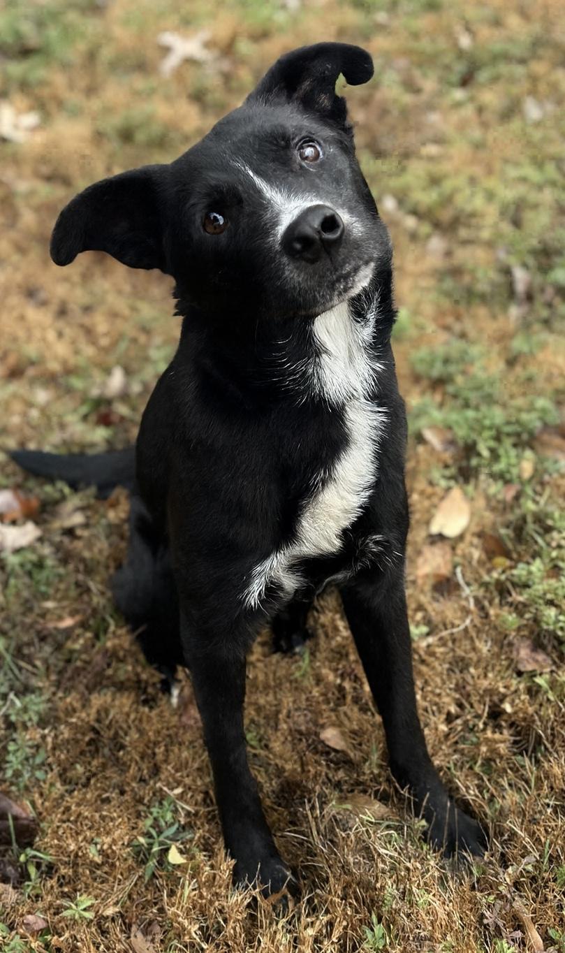 Enlarge Onix 0037, an adoption pending mixed breed in Waldorf, MD image 2/2