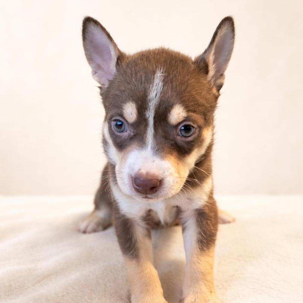 Enlarge Wyatt, a ADOPTABLE mixed breed in Austin, TX image 1/1