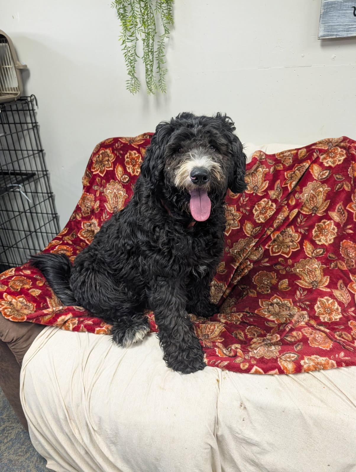 Enlarge Jet, a ADOPTABLE Labradoodle in Blytheville, AR image 2/4