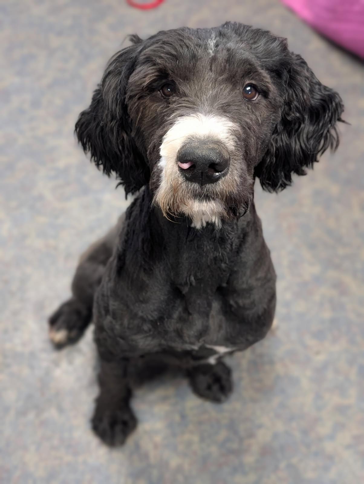 Jet, a ADOPTABLE Labradoodle in Blytheville, AR image 1/3