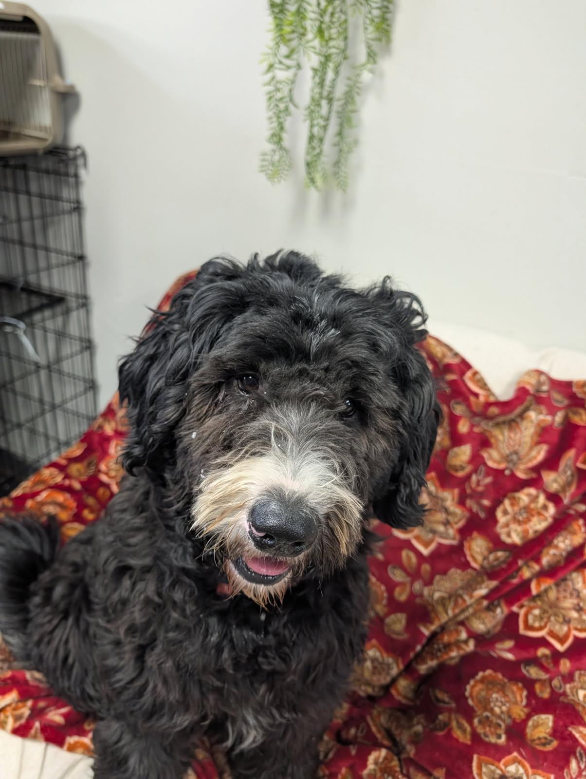 Enlarge Jet, a ADOPTABLE Labradoodle in Blytheville, AR image 1/4