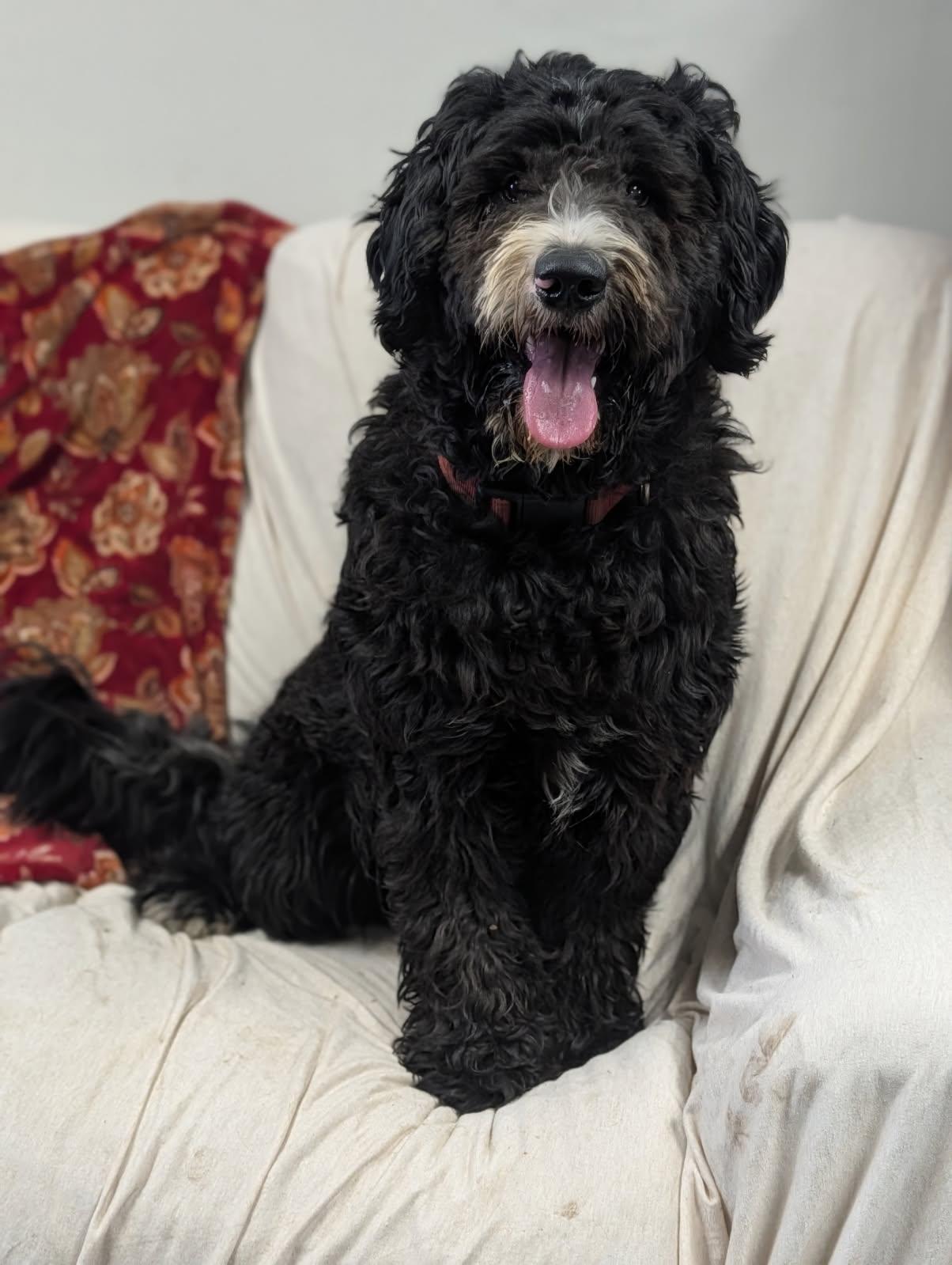 Enlarge Jet, a ADOPTABLE Labradoodle in Blytheville, AR image 3/4