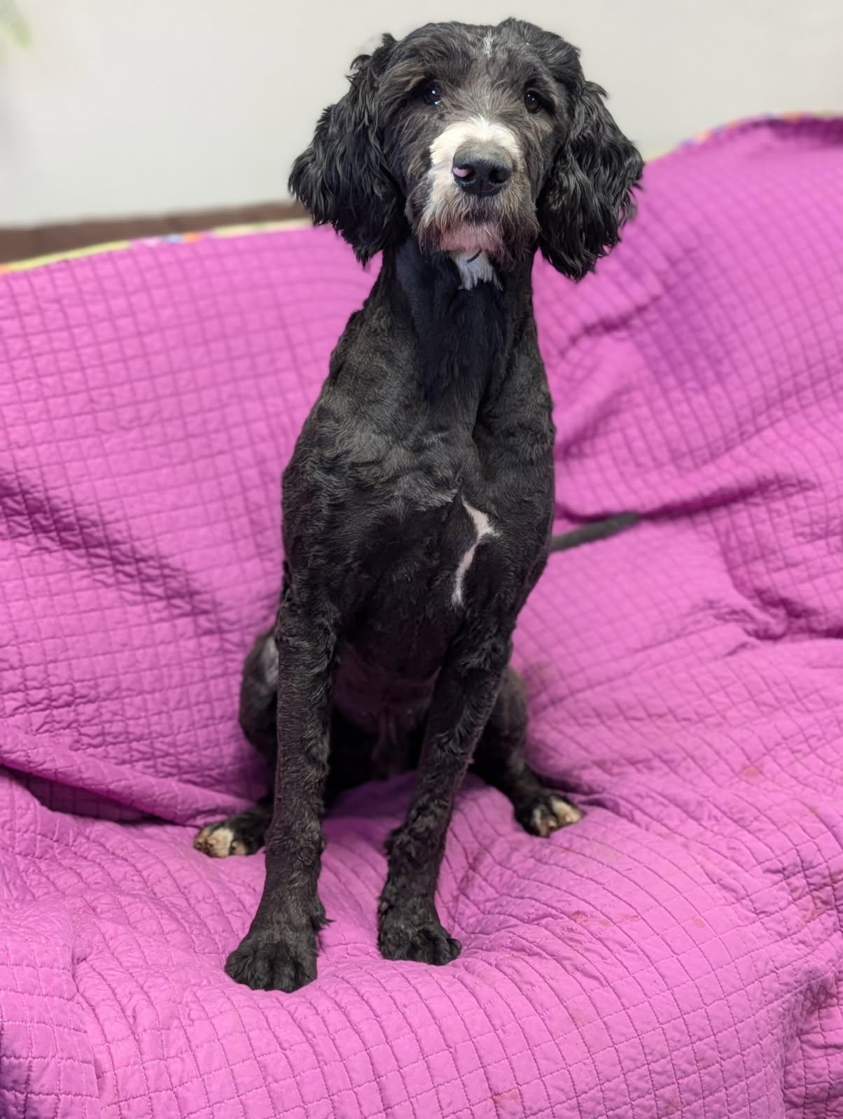 Jet, a ADOPTABLE Labradoodle in Blytheville, AR image 3/3