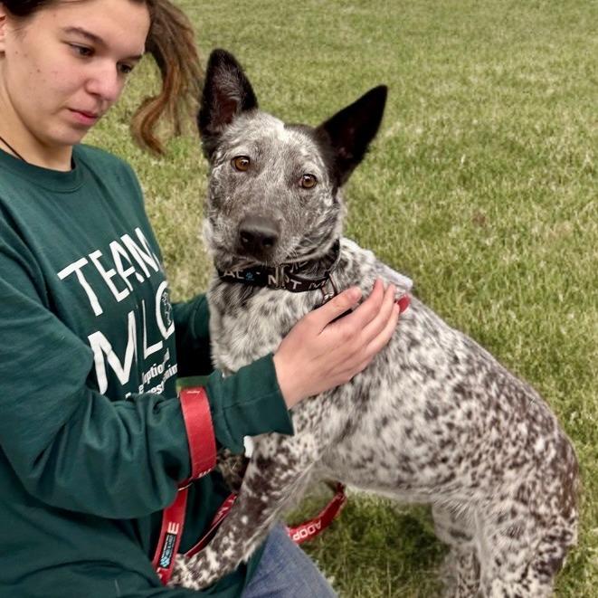 APRIL, Adoptable, Adult Female Australian Cattle Dog / Blue Heeler & Australian Cattle Dog / Blue Heeler.