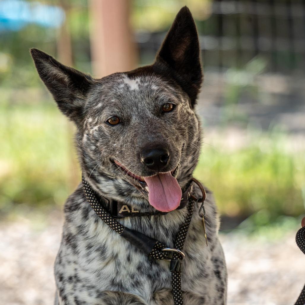 Enlarge APRIL, a Adoptable mixed breed in Point Richmond, CA image 2/6
