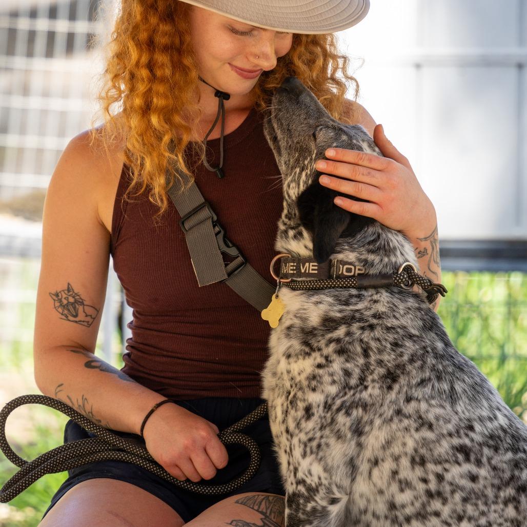 Enlarge APRIL, a Adoptable mixed breed in Point Richmond, CA image 3/6
