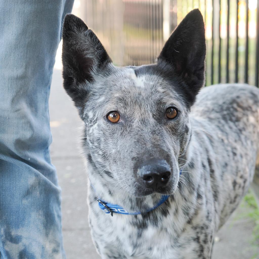 Enlarge APRIL, a Adoptable mixed breed in Point Richmond, CA image 5/6