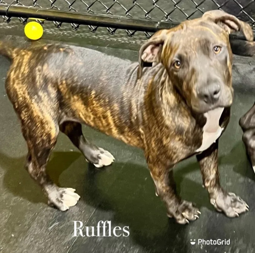 Dog for adoption Ruffles, an American Bulldog Mix in Lansing, MI