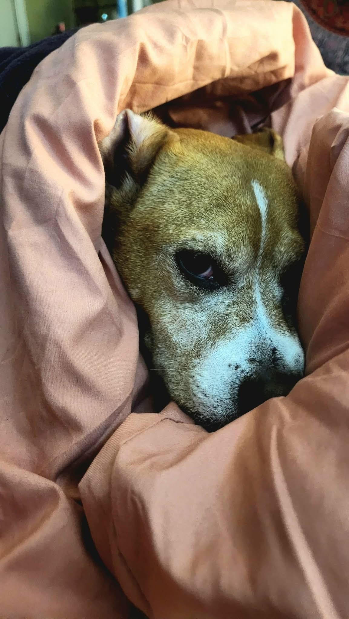 Enlarge Molly, a Adoptable mixed breed in Jefferson City, MO image 3/4