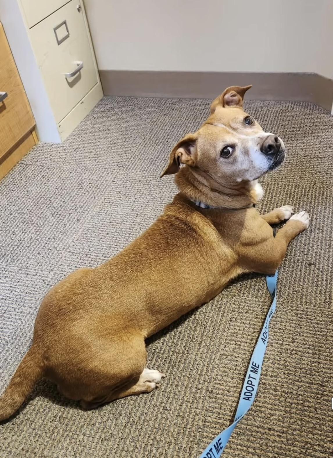 Enlarge Molly, a Adoptable mixed breed in Jefferson City, MO image 2/4