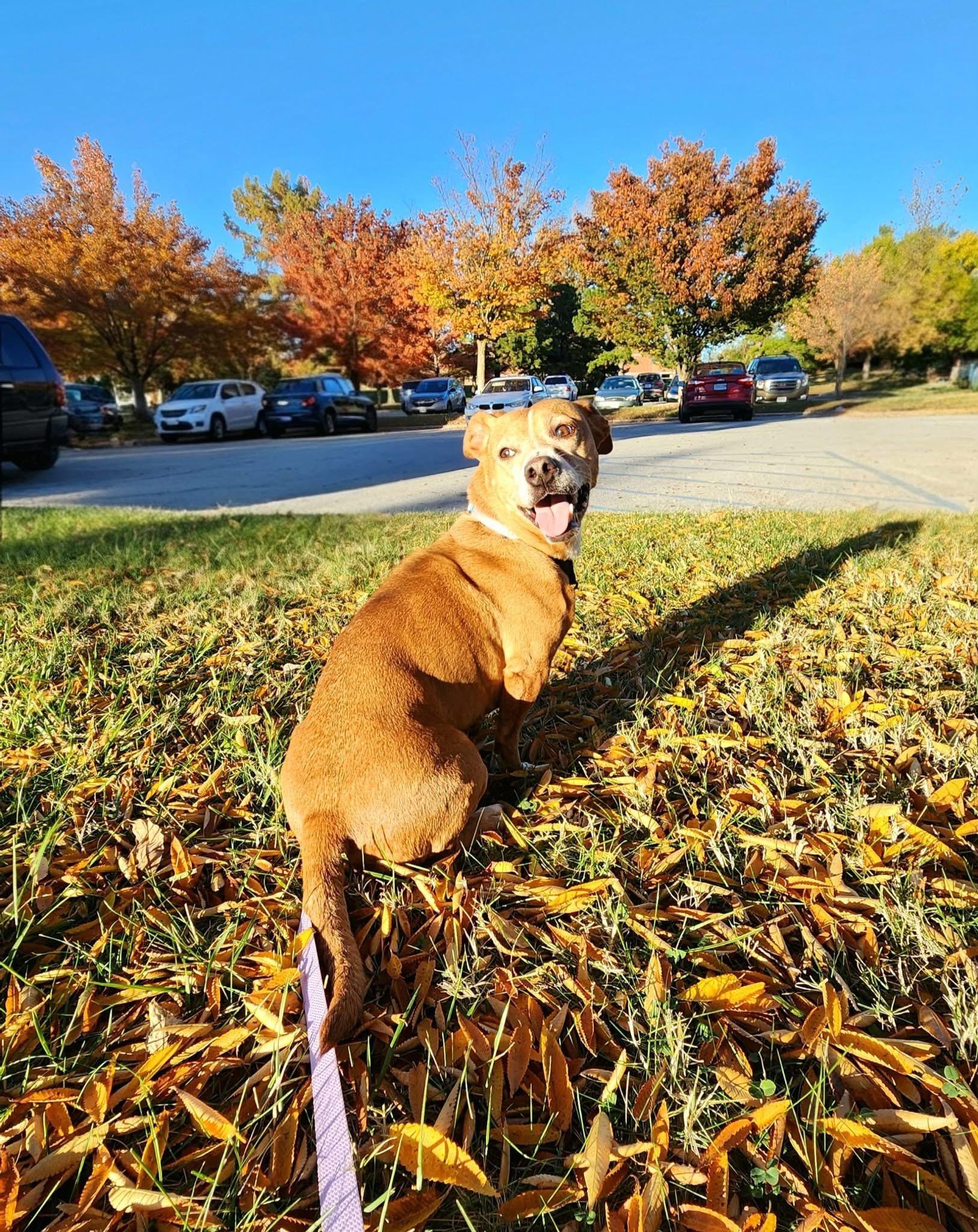 Enlarge Molly, a Adoptable mixed breed in Jefferson City, MO image 4/4