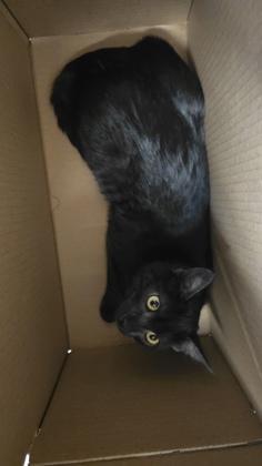 Lil Bit, Adoptable, Young Female Domestic Short Hair.