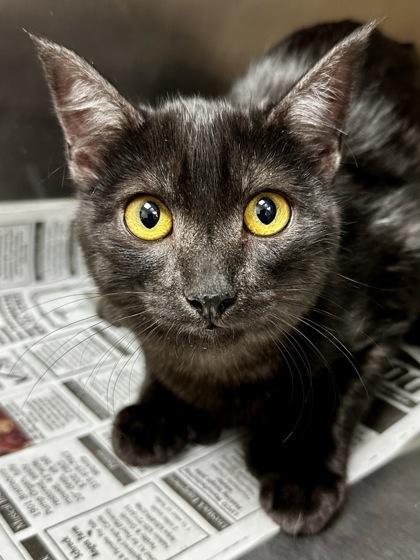 Enlarge Lil Bit, a Adoptable mixed breed in Wichita, KS image 2/2