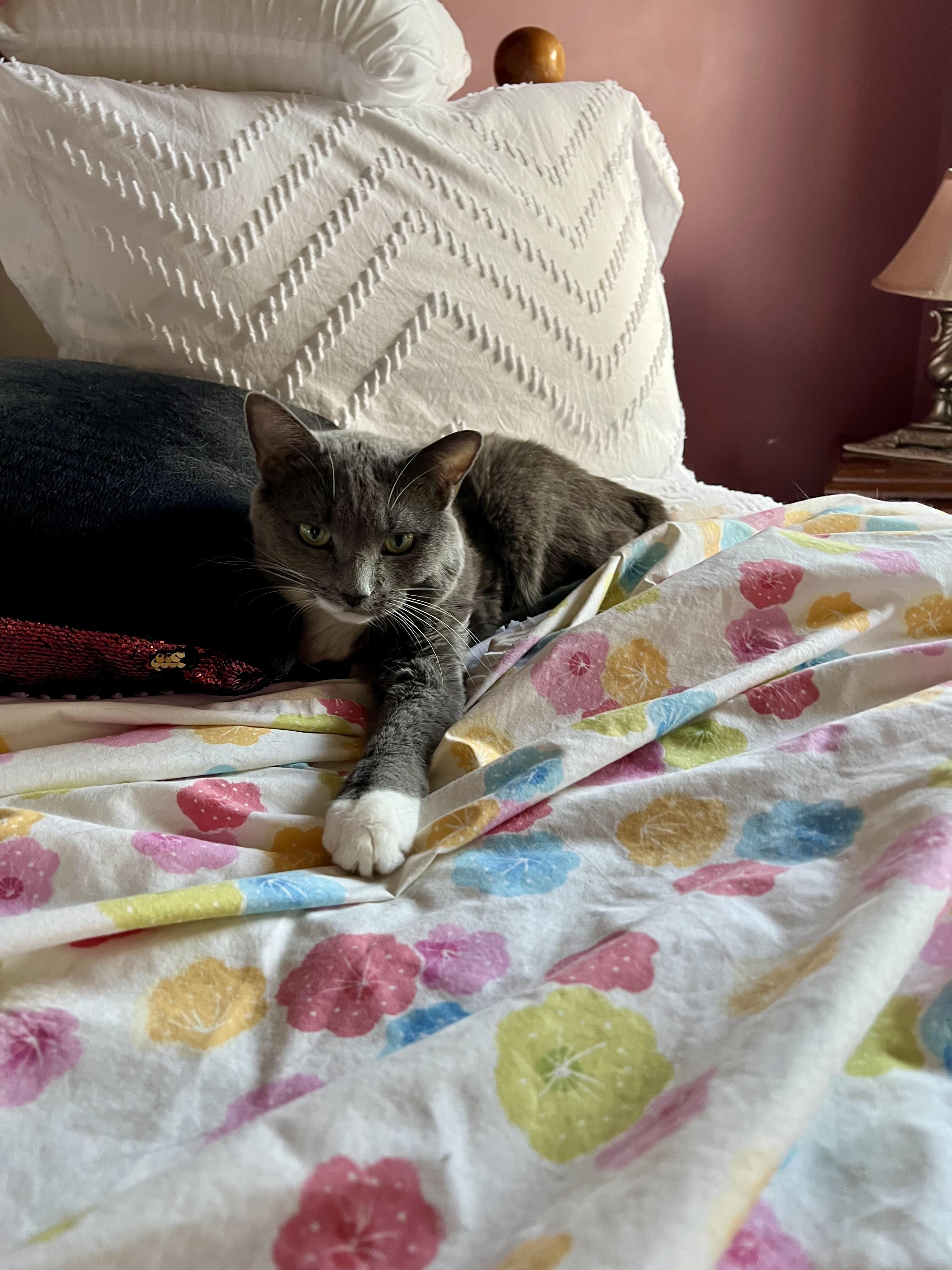 Sylvie, Adoptable, Adult Female Domestic Short Hair.