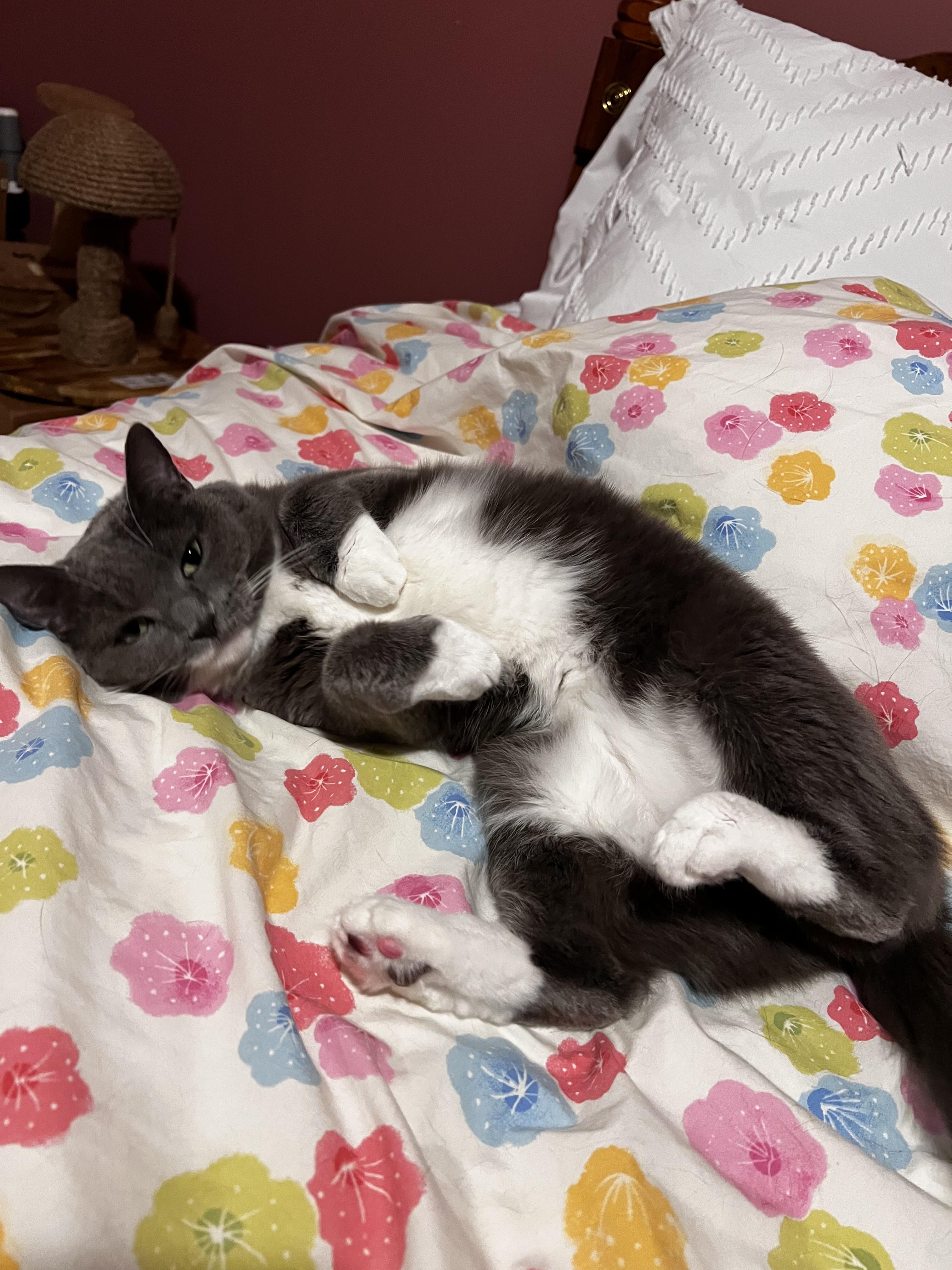 Sylvie, a Adoptable Domestic Short Hair in Cincinnati, OH image 2/3