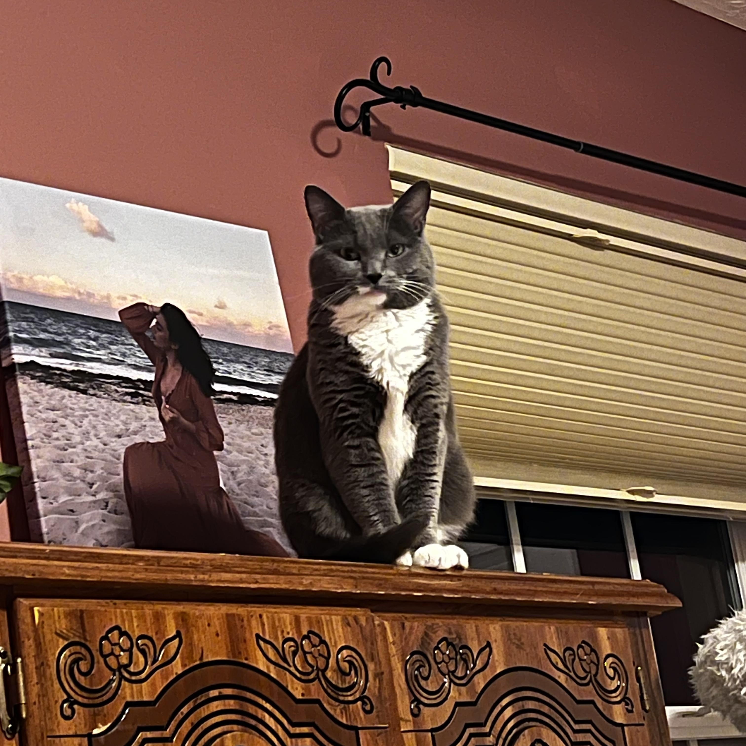 Sylvie, a Adoptable Domestic Short Hair in Cincinnati, OH image 3/3