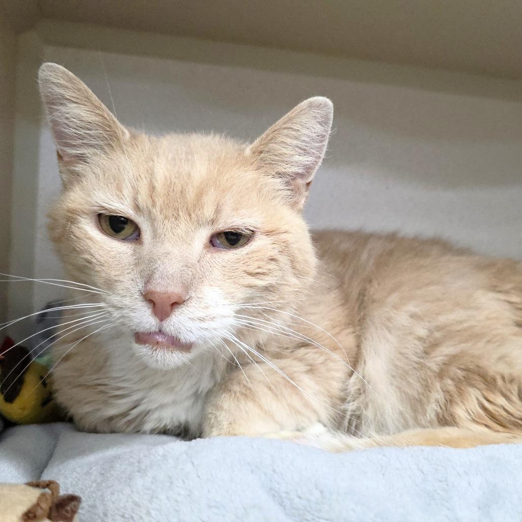 Henry, Adoptable, Senior Male Domestic Medium Hair.