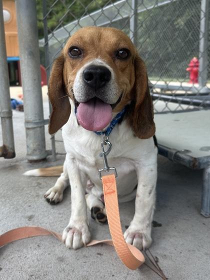 Sloppy Joe, Adoptable, Adult Male Beagle & Mixed Breed.